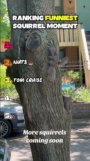 🐿️😂 Ranking the Funniest Squirrel Moments Ever! #funny#squirrel