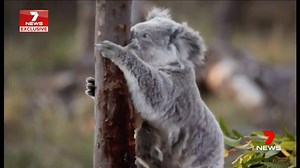 Alarming new research claims koala numbers are plummeting and could soon be extinct in some states. 7 News on Instagram: https://goo.gl/fuiwW3 #Koala #7News | 7NEWS Adelaide