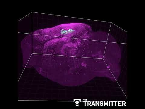 Astrocyte networks span large swaths of brain