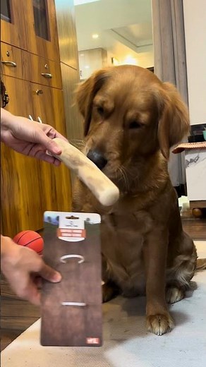 Dog Chewing Problems? Switch to Something Safer