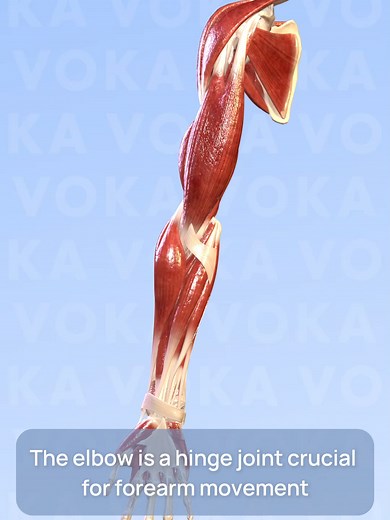 The elbow is a complex hinge joint that plays a crucial role in the movement of the forearm. It primarily allows for two movements: flexion (bending) and extension (straightening). Here's a quick dive into the anatomy and muscular involvement in these actions 👇 💪The elbow joint is formed by three bones: the upper arm's humerus and the forearm's ulna and radius. This configuration allows for bending and straightening, along with slight forearm rotation. Muscles involved: 🔻Flexion: the primary 