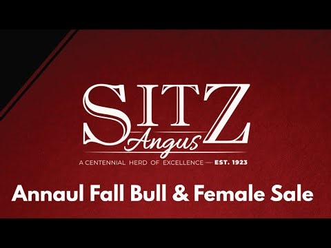 Sitz Angus Fall Bull & Female Sale- Selling Angus bulls, Angus Bred Heifers & Running Age Cows