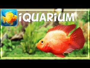 (DÉCOUVERTE) iQUARIUM : un aquarium de poche !