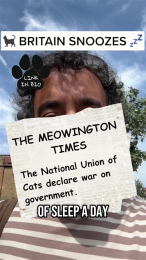 The cat fiction shop on TikTok