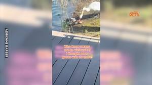 Couple Rushes To Save Goose From Swan’s Attack