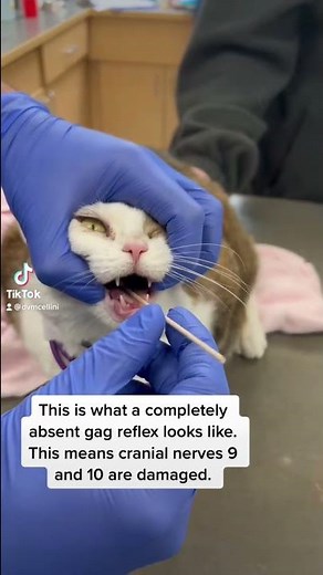 Absent Gag Reflex In A Cat