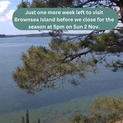 6.6K views · 84 reactions | As Brownsea island prepares to close for...