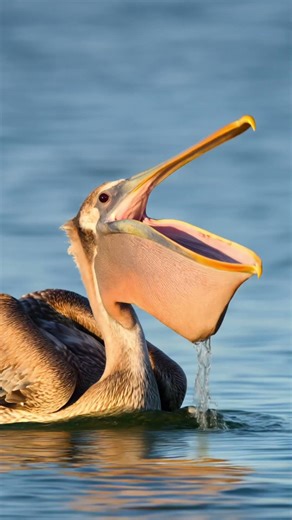 This Bird Catches Fish Like a Net 😳
