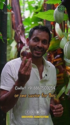 Stop Cocoa Pod Rot | Fungal Disease Prevention Tips