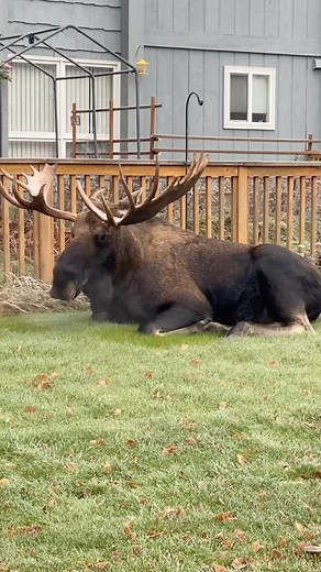 234K views · 87 reactions | Huge Alaskan moose with a massive antlers resting on a Lawn. #alaskalife #moose #huntingseason #antlers | Alaskan Adventures And More | Facebook