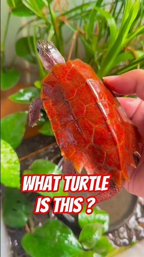 Amazing red turtle shell – can you identify this species? #shorts #turtle