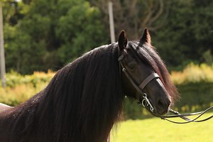 6 questions owners of native ponies might have been asked - Horse & Hound