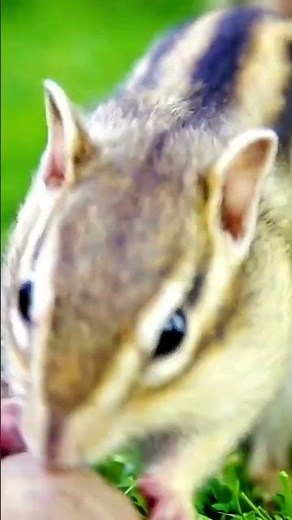10 Adorable Chipmunk Facts You Won't Believe! 🐿️ (Cute Striped Secrets)