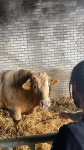 Ik zag deze prachtige stier op marktplaats staan. Een dekstier waarvan z’n werk erop zit. Ik zag iets in z’n ogen wat me aantrok, dus ik heb hem gekocht! De komende maanden ga ik hem helemaal klaarstomen, om deze zomer een onderdeel te worden van mijn kudde❤️ | Ruud Zwaan