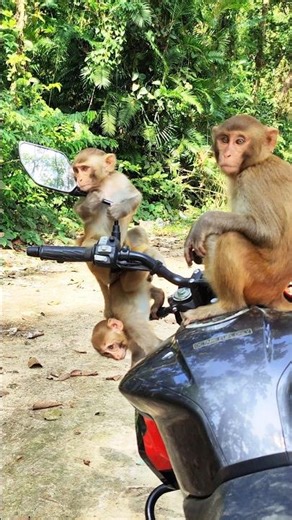 Mischievous Moments of the Monkeys 🐒😄