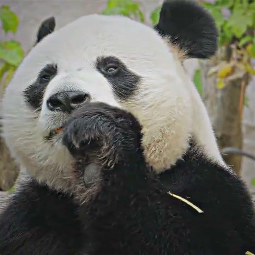 Funny Panda Moments — Clumsy but Adorable! #panda #cute #shorts
