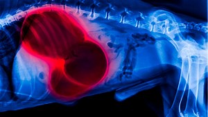Bloat in Dogs | PetPlace.com