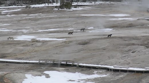 What a view this morning as seen through Yellowstone’s Old Faithful and Upper Geyser Basin live-stream webcam! 😮🐺 The webcam captured some incredible footage of the park’s Wapiti wolf pack making its way through boardwalks and thermal features on geyser hill. Watch the 10-minute clip in its entirety at https://www.nps.gov/media/video/view.htm?id=E78D1826-94FB-4835-A192-479B5F4DAE16. The live-stream webcam is made possible through our friends and long-time, generous partners at Canon. | Yellows