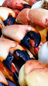 🦀 FEAST MODE: STONE CRAB EDITION 🦀 🔥 The freshest claws from Florida’s waters — caught, cooked, and packed with flavor. Here’s the full spread: 🥢 Large, premium claws — no prep required 📦 Shipped chilled, not frozen (Same Day) 🧤 Includes mallet & signature mustard sauce 💪 High in protein, low in effort Perfect for: 🎉 Dinner parties, date nights, or just treating your guests ⚠️ Limited stock — when they’re gone, they’re gone. | Holy Crab Delivery