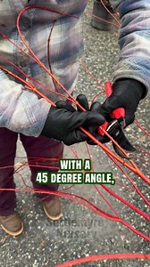 HOW TO: Trim Coral Bark Japanese Maples (w/ Lauren) #trimming #treecare #planttips #howtotrim #localbusiness #ValdeseNC #NorthCarolina #plantnursery | Settlemyre Nursery