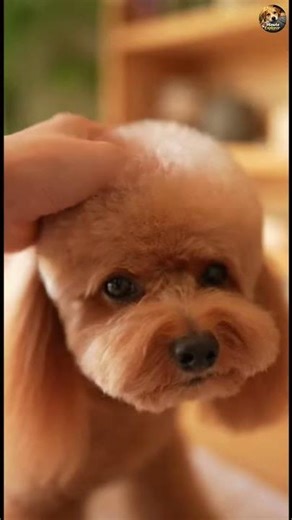 Dog Grooming ASMR Before & After So Satisfying! #shorts