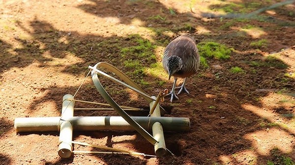 Unbeatable Animal Traps: These Amazing Techniques Never Let Your Target Escape!