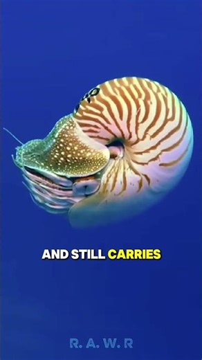 This Living Fossil Survived 500 Million Years