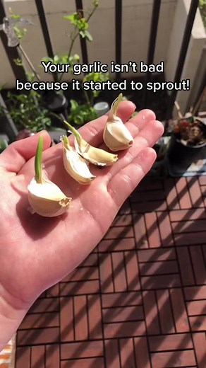 Planting Sprouted Garlic: A Gardening Guide