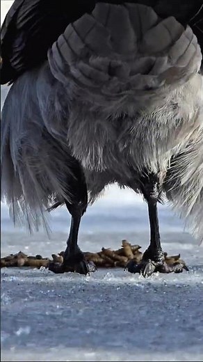 Fluffy Crow Carefully Inspects a New Treat! 🤔🐦