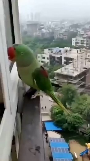 4M views · 149K reactions | How cute is this parrot knocking on the window calling out his mom? VC: Jignesh Gori Bhanushali (https://www.facebook.com/jigneshmadhu.bhanushali) | TheBetterIndia | Facebook
