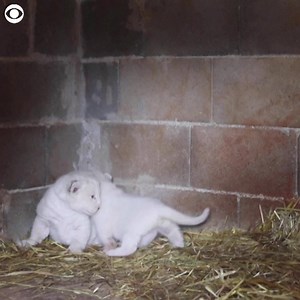 24K views · 842 reactions | Paphos Zoo in Greece quietly welcomed two white lion cubs about a week and a half ago, as the zoo has been closed due to the coronavirus pandemic. Zoo staff believes mother Hera is raising the cubs “exactly how she wants” because of the peace and quiet. | 10TV - WBNS | Facebook