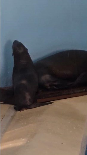 Adorable Baby Sea Lion in the Nursery! Cutest Marine Pup Ever! 🦭💙