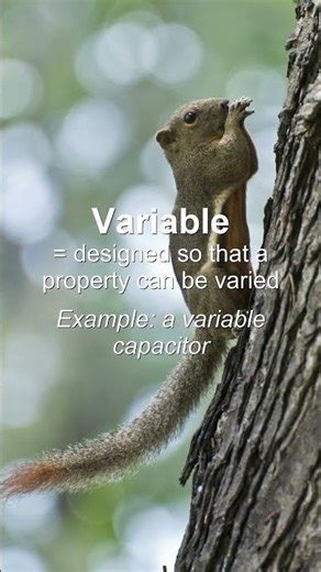 Word of the Day: Variable #Shorts