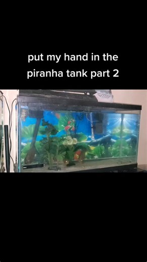 Cleaning the Piranha Tank: A Fearless Approach