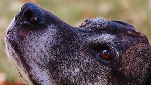 Canon XA70 Test Footage (Old Pups)