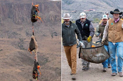 Endangered Desert Bighorn Sheep Airlifted Across Texas Skies in Dramatic Conservation Effort