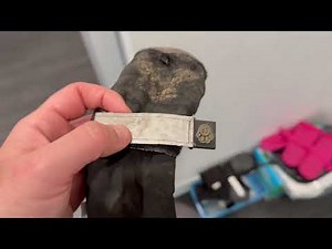 Canada Pooch Soft Shield Dog Boots Review: Reliable Paw Protection & Anti-Slip Comfort