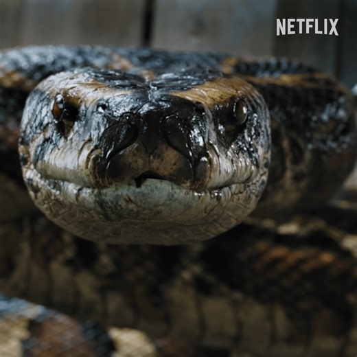 71M views · 1.3M reactions | please lord never let me encounter a giant snake in my lifetime  | Netflix | Facebook