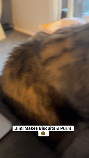 Cat purring and making biscuits #cat #catlover | Amir Kalil Unrequested