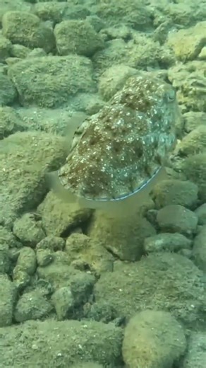 Color-Changing Cuttlefish Patrolling the Seabed 🦑🌊✨