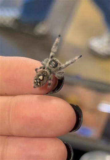 Jumping spider fun fact silk web style. #fyp #jumping spider
