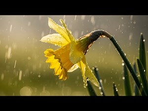 Breathing Daffodil Under Rain