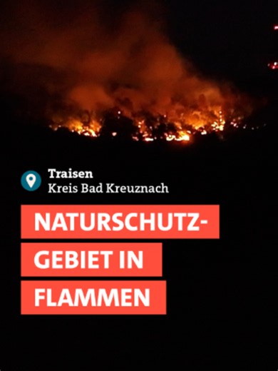 🔥 Im Kreis Bad Kreuznach bei Traisen brennt ein Naturschutzgebiet. 🚒 Am Samstag standen zunächst nur rund 100 Quadratmeter in Flammen, doch daraus wurde schnell ein größerer Waldbrand. In dem Gebiet liegt noch alte Munition aus dem Zweiten Weltkrieg. Durch das Feuer sind bereits einzelne Sprengkörper explodiert. 👩🏻‍🚒 Weil das Gelände munitionsbelastet ist, musste die Feuerwehr die Löscharbeiten abbrechen. Mit Schneisen soll verhindert werden, dass sich der Brand weiter ausbreitet. Der betro