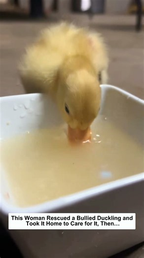 This Woman Rescued a Bullied Duckling and Took It Home to Care for It, Then…