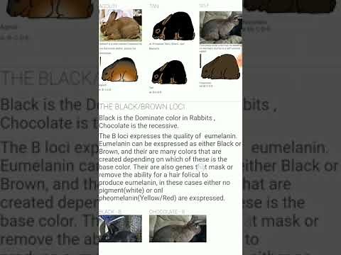 Quick Rabbit Color Genetic Overview
