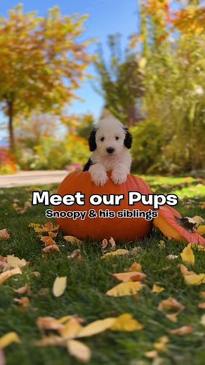 Meet Snoopy and his siblings! 🥹🎃 #puppy #dog #snoopy #snoopyshow #snoopysiblings #snoopyfall #peanutshalloween #snoopyhalloween #halloween #greatpumpkin