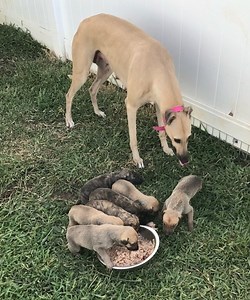 ‘Baba’ still has plenty of ‘Run’