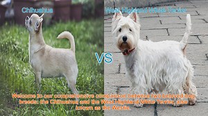 Chihuahua vs. Westie: A Comprehensive Breed Comparison
