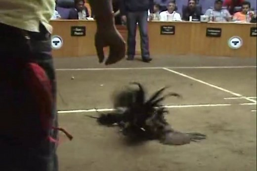 2da pelea 1 - Gallo medio Kelson medio Hatch Coronel Givens contra el partido de Bull Frog y Long Leaf