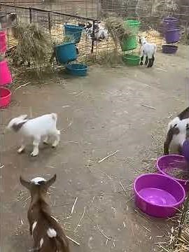 Cute Baby Goats Playing 🐐 | Funny & Adorable Goat Kids